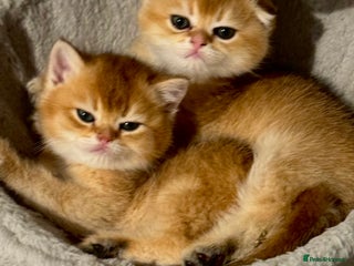 Scottish Fold cats Scottish purebred Fold and Straight kittens - Advert 2