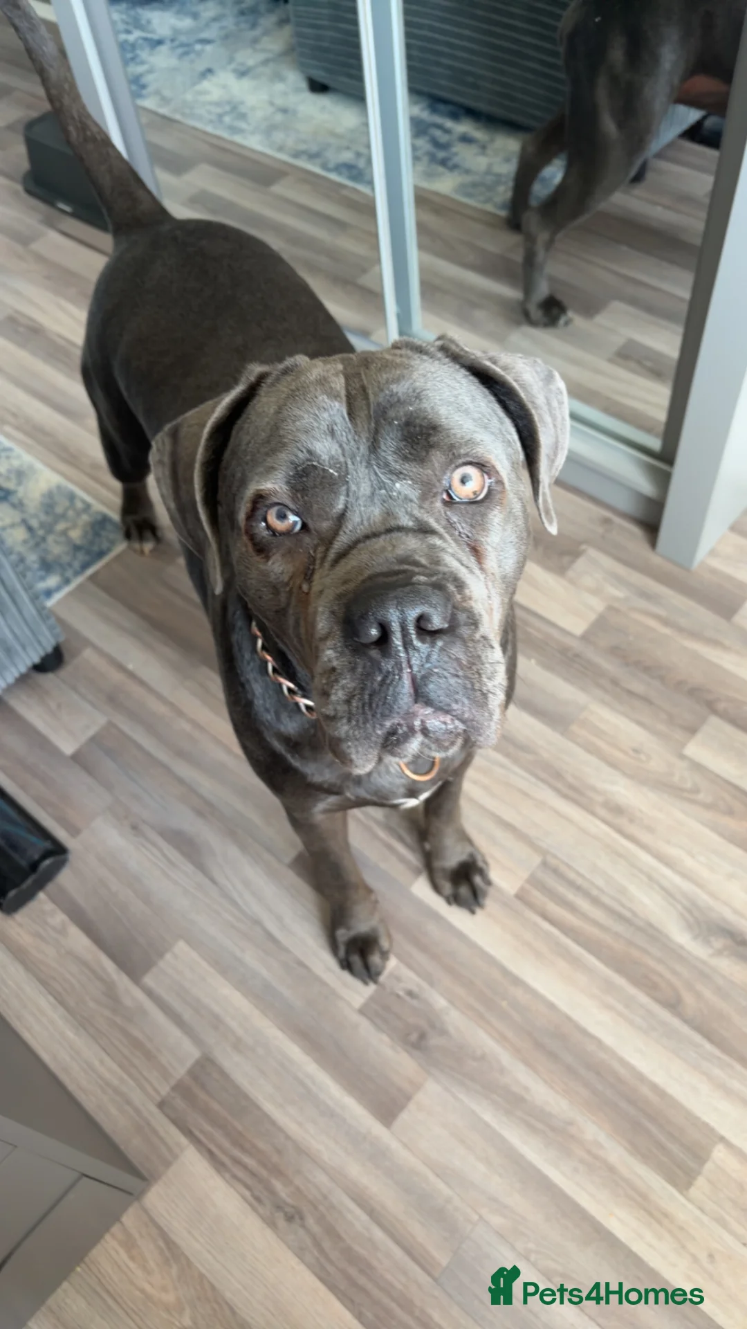 Cane Corso dogs for sale: Cane corso - Advert 1