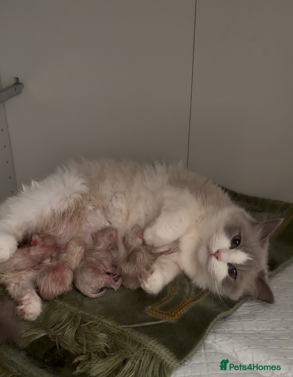Ragdoll cats 4 Beautiful Family-Raised Ragdoll Kittens 🐾 - Advert 1