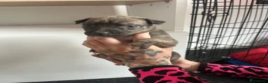 Greyhound Puppy 4