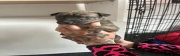 Greyhound dogs for sale: Grayhound x bullmastiff  - Advert 5