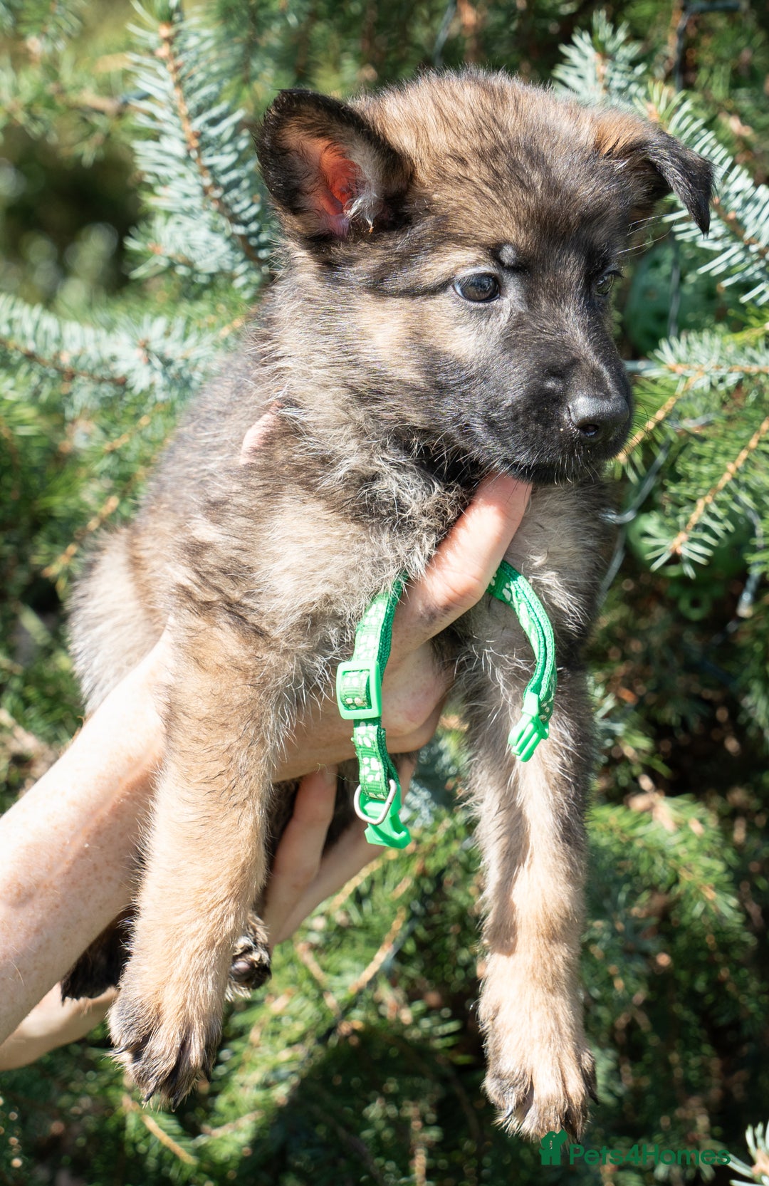 German Shepherd dogs for sale: German Shepherd Puppies - Image 26