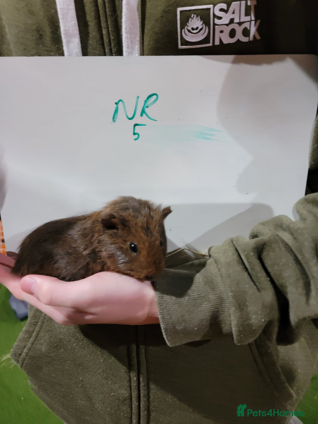 Guinea Pig rodents for sale: Male guinea pigs - Advert 5