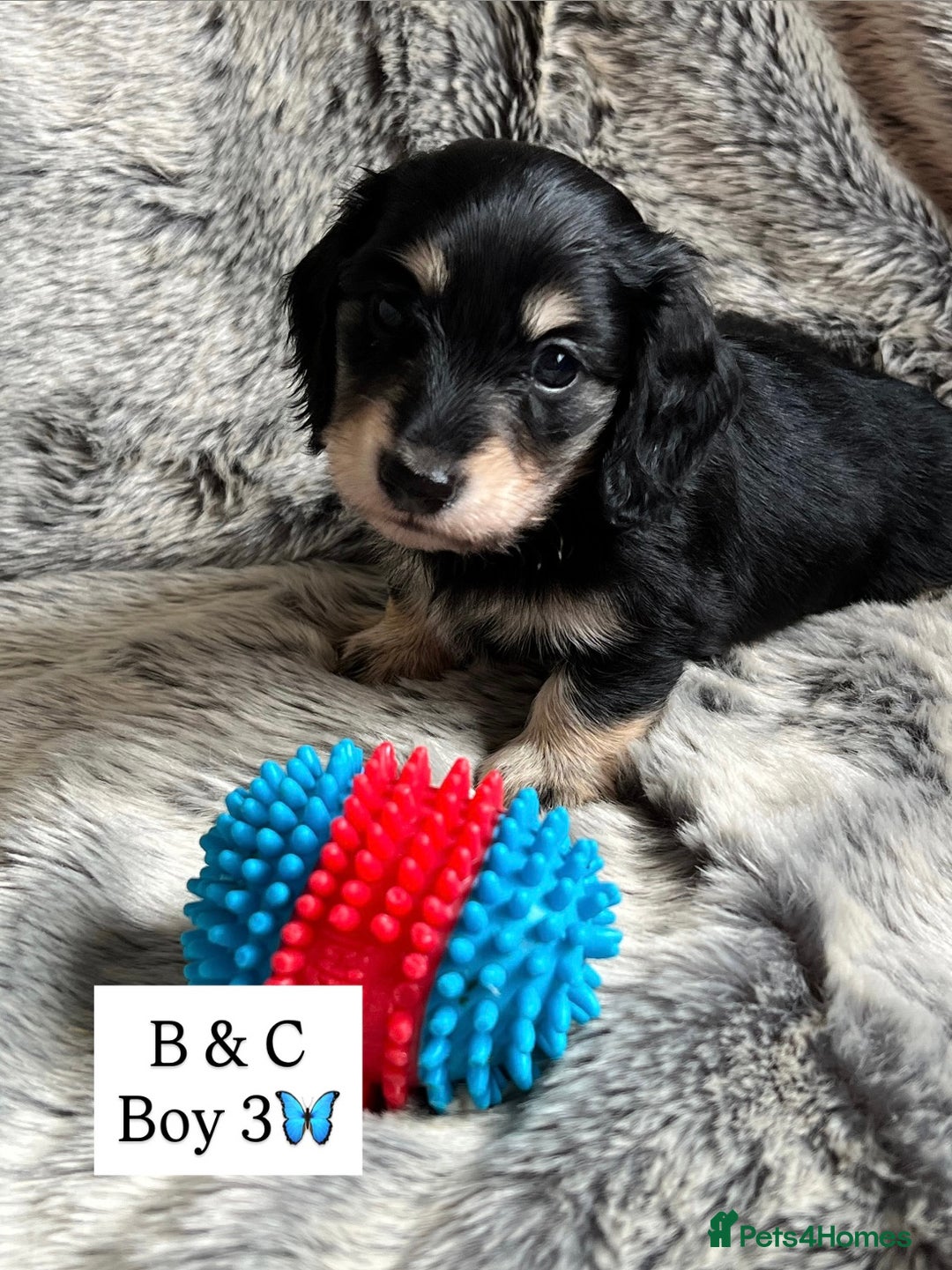 Miniature Dachshund dogs for sale: LONGHAIRED MINIATURE CREAM PUPPIES🐾🩵 - Image 11