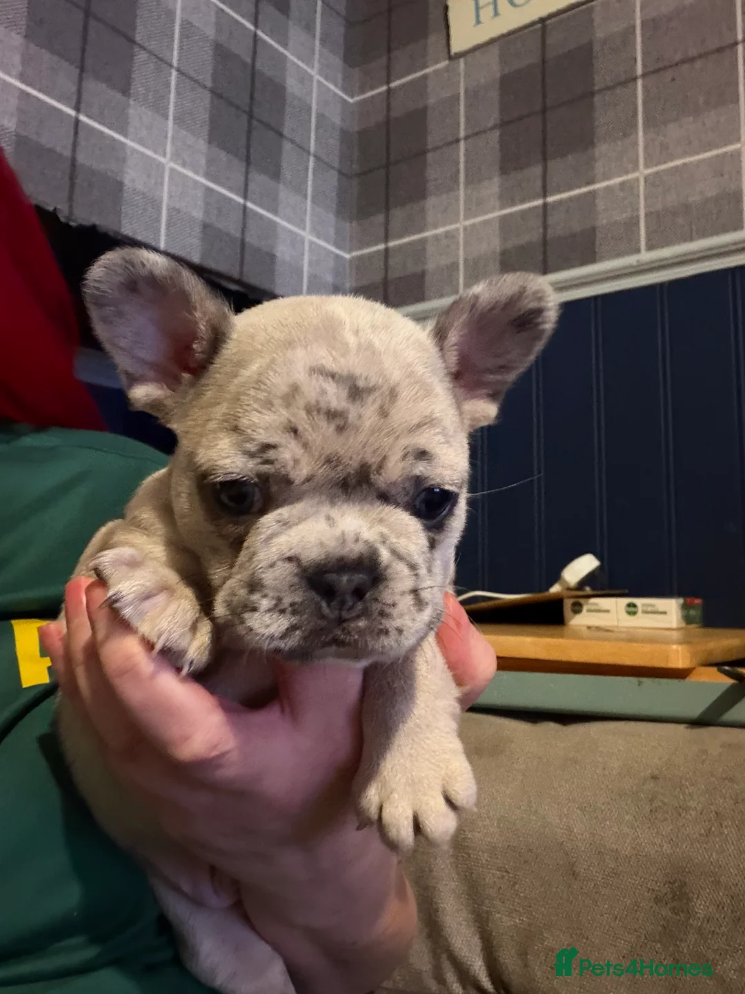 French Bulldog dogs for sale: French bulldog puppies  - Advert 3