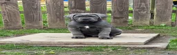 Cane Corso dogs for sale: Champion Bloodline Cane Corso Puppies - Advert 2