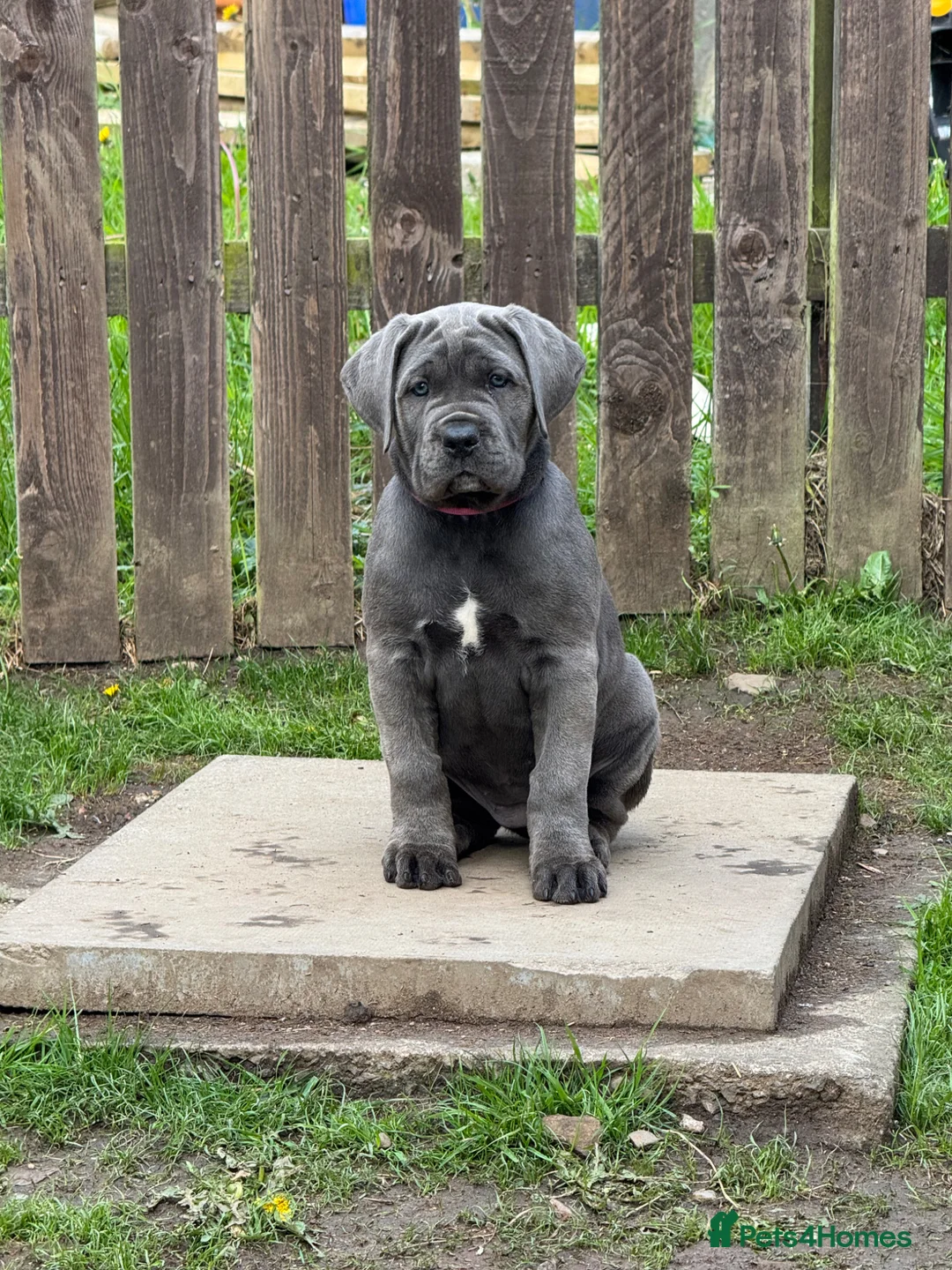 Cane Corso dogs for sale: Champion Bloodline Cane Corso Puppies - Advert 2