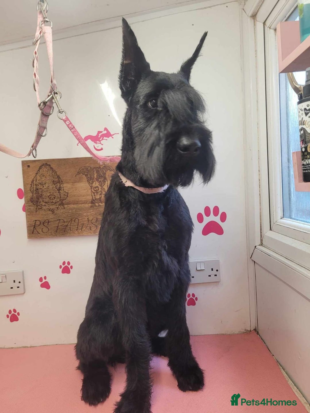 Mixed Breed dogs for sale: Giant Schnauzers x Caucasian shepherd  in Crook - Image 30