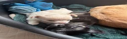 Chihuahua dogs for sale: Gorgeous litter of long hair chihuahuas  - Advert 7