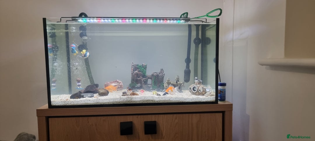 Barbs fish for sale: Fish tanka with evrthing for seal  - Advert 7