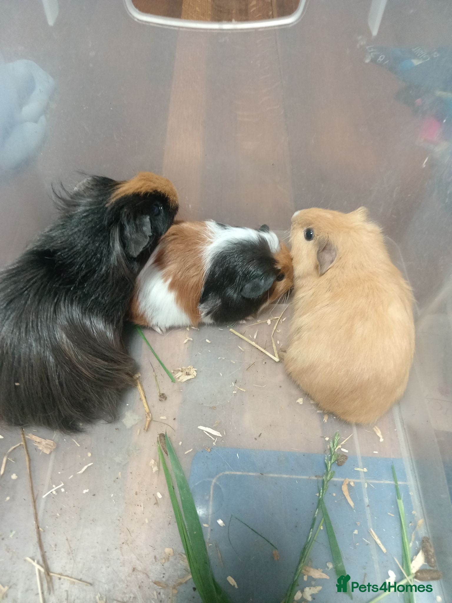 Guinea Pig rodents Guinea pigs available  - Advert 1