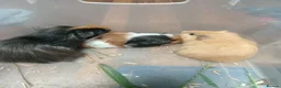 Guinea Pig rodents for sale: Guinea pigs available  - Advert 2