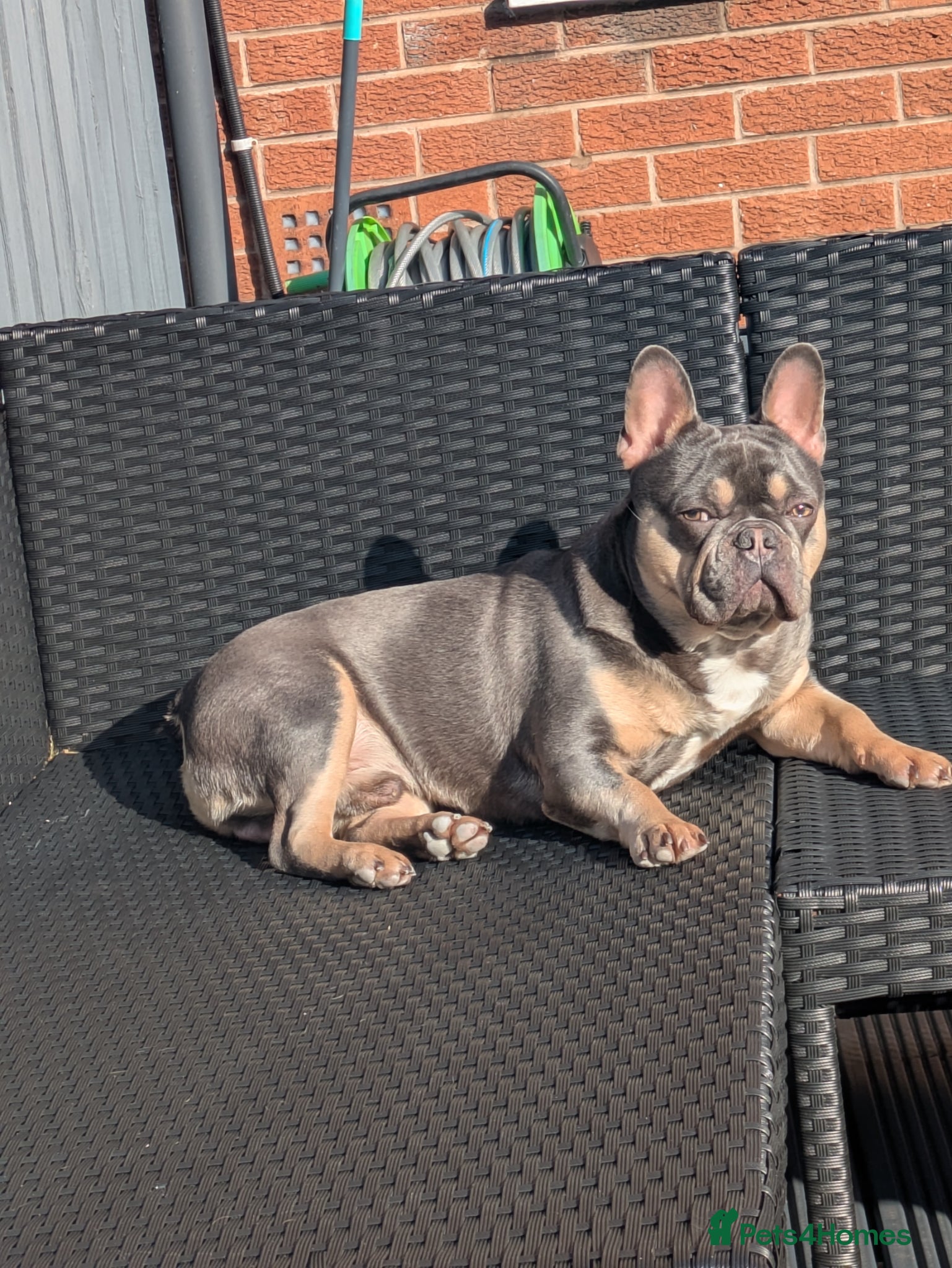 Male French Bulldog 