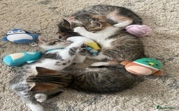 European cats for sale: 8 weeks old - kittens  - Image 31