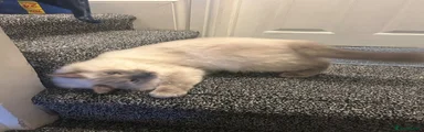 Ragdoll 1