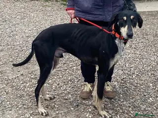 Mixed Breed dogs Lovely boy Guinness wants a new forever home - Advert 11