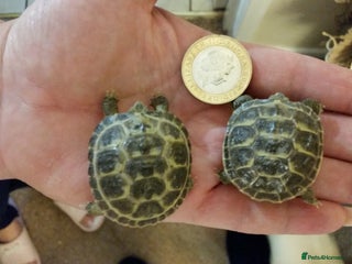 Tortoise reptiles Baby horsefield tortoise with full set up - Advert 7