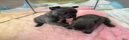 French Bulldog dogs for sale: Beautiful French bulldog puppies  - Advert 15