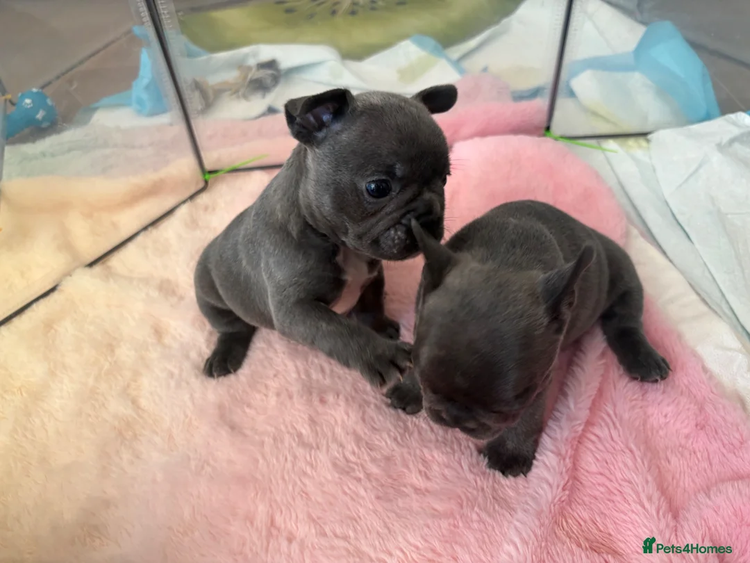 French Bulldog dogs for sale: Beautiful French bulldog puppies  - Advert 15