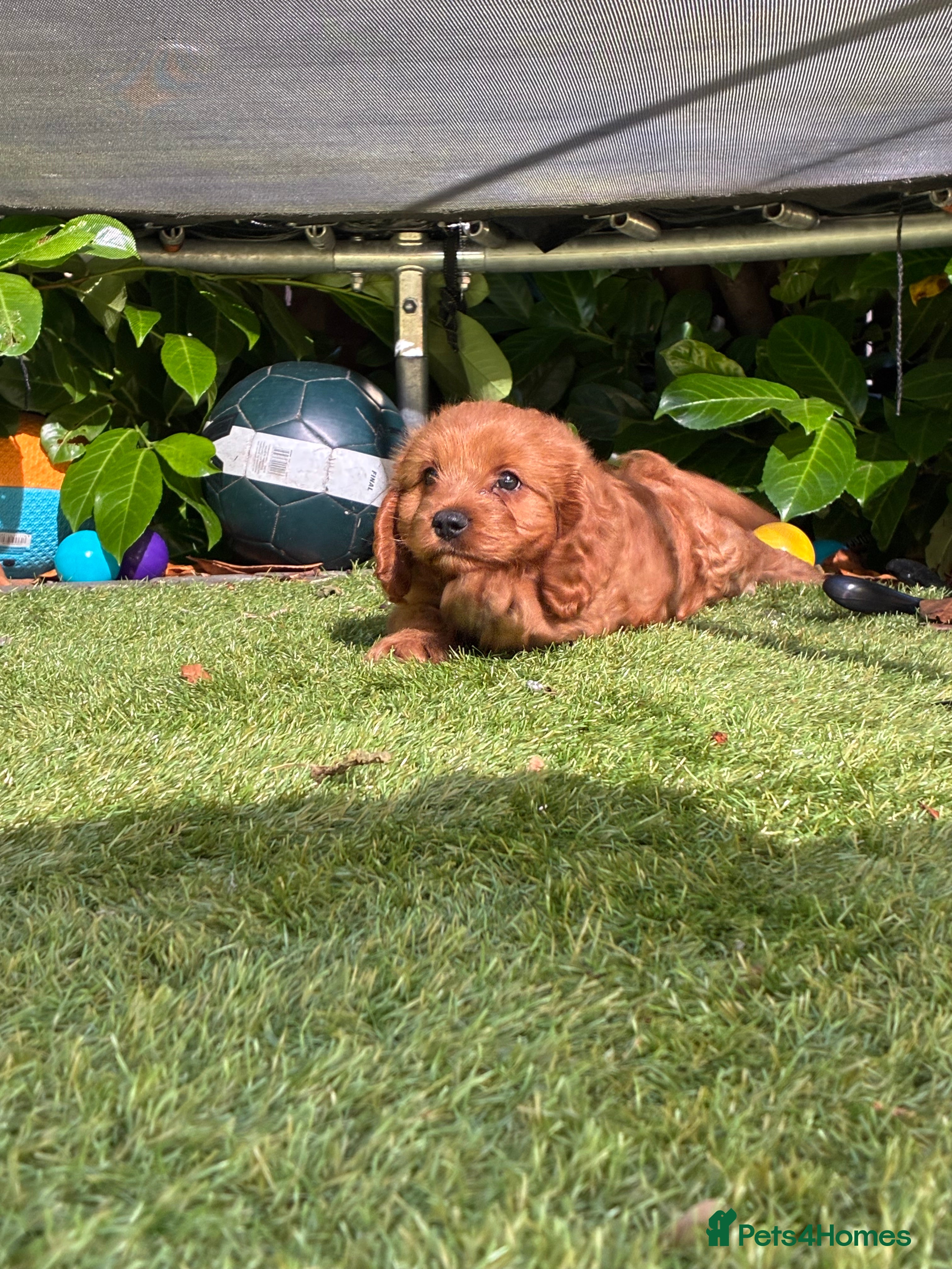 Cavapoo dogs Cavapoo puppies - Advert 4