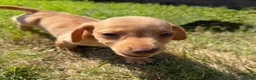 Miniature Dachshund dogs for sale: READY TO LEAVE🏆💙💖 KC REG 5 STAR BREEDER💙💖🏆 - Advert 4