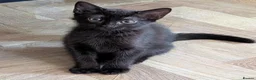 Mixed Breed cats for sale: 5 month old  - Advert 4