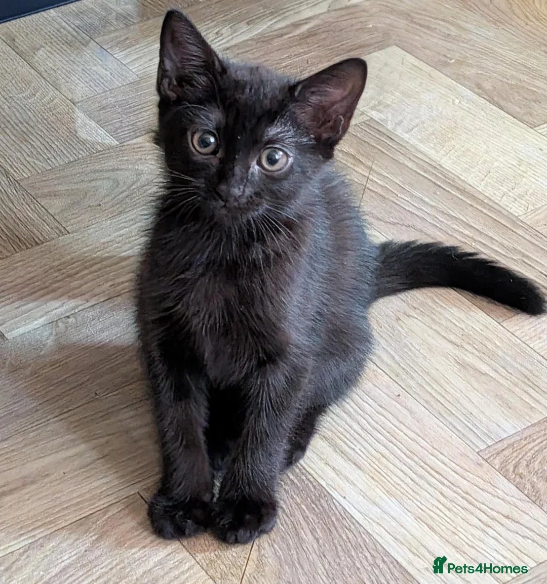 Mixed Breed cats for sale: 5 month old  - Advert 4