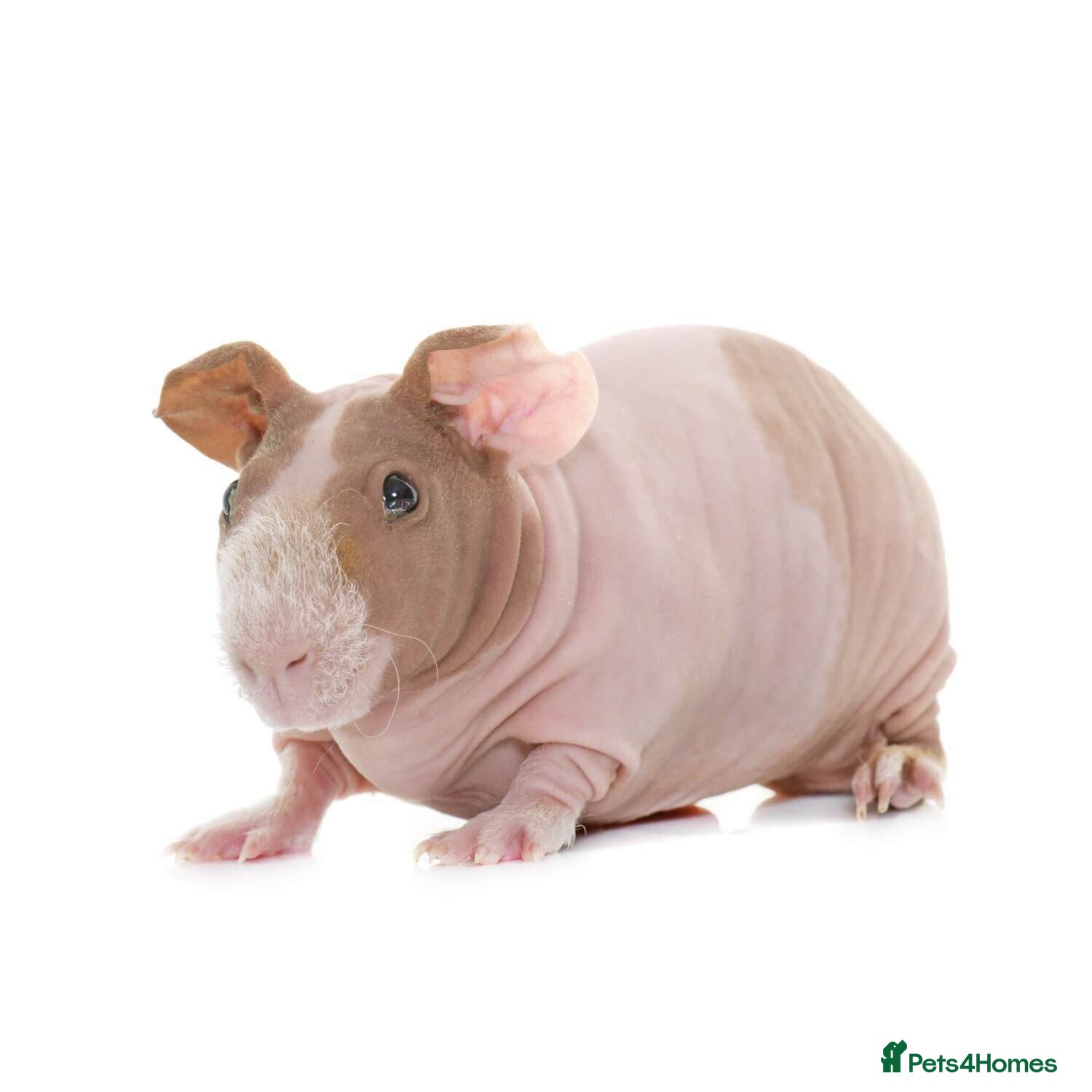 Guinea Pig rodents 2 Male Skinny Pigs  - Advert 1