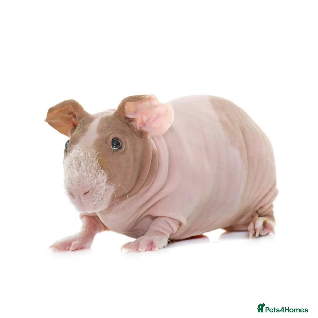 Guinea Pig rodents for sale: 2 Male Skinny Pigs  - Advert 1