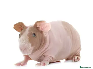 Guinea Pig rodents 2 Male Skinny Pigs - Advert 4