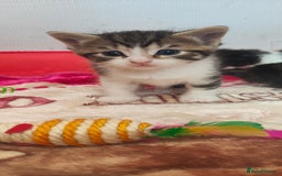 Mixed Breed cats for sale: Ragdoll mixed kitten - Image 4