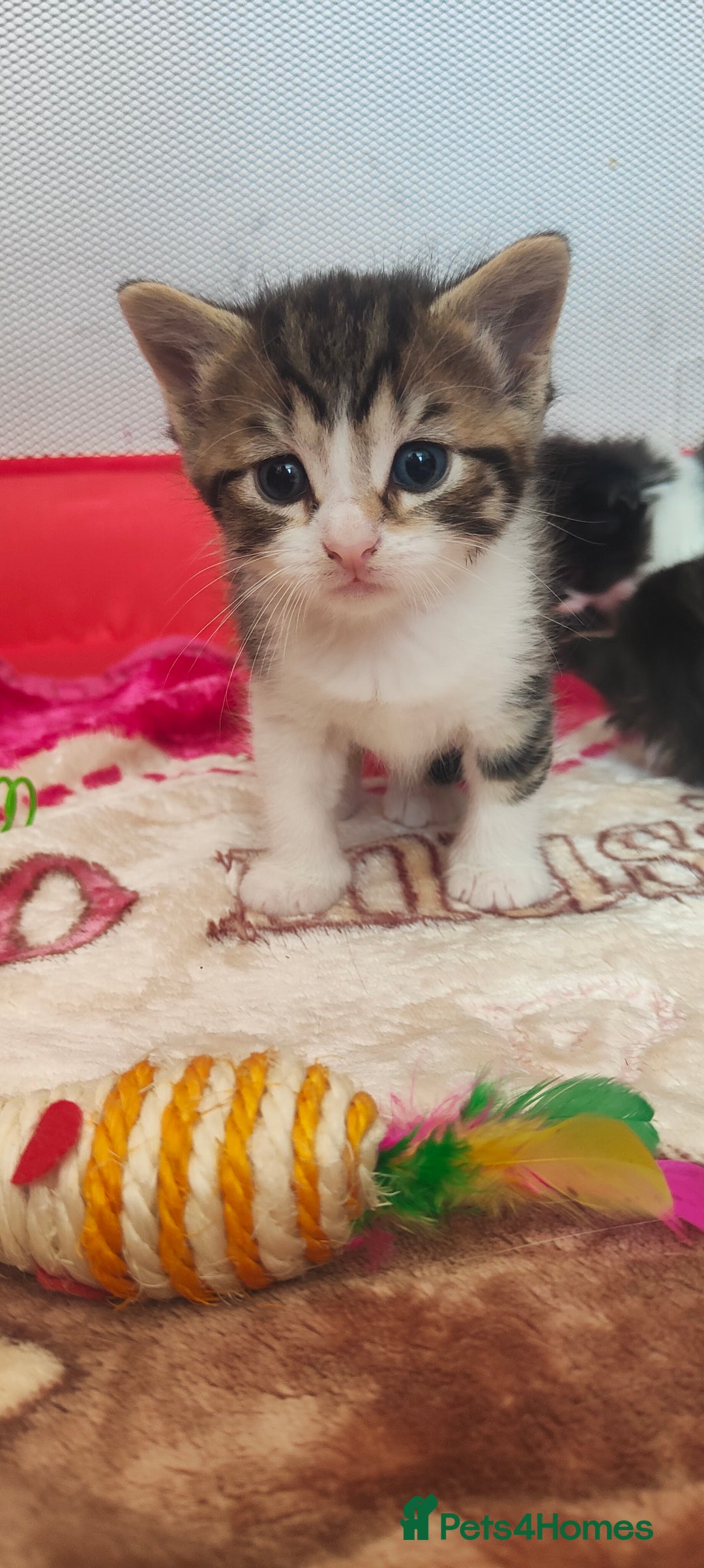 Mixed Breed cats for sale: Ragdoll mixed kitten - Image 4