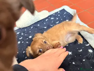 Mixed Breed dogs Fluffy Floppy ear kc chi x mini JRT puppies - Advert 8