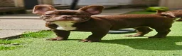 French Bulldog dogs for sale: 4 rojo male frenchie puppys - Advert 15
