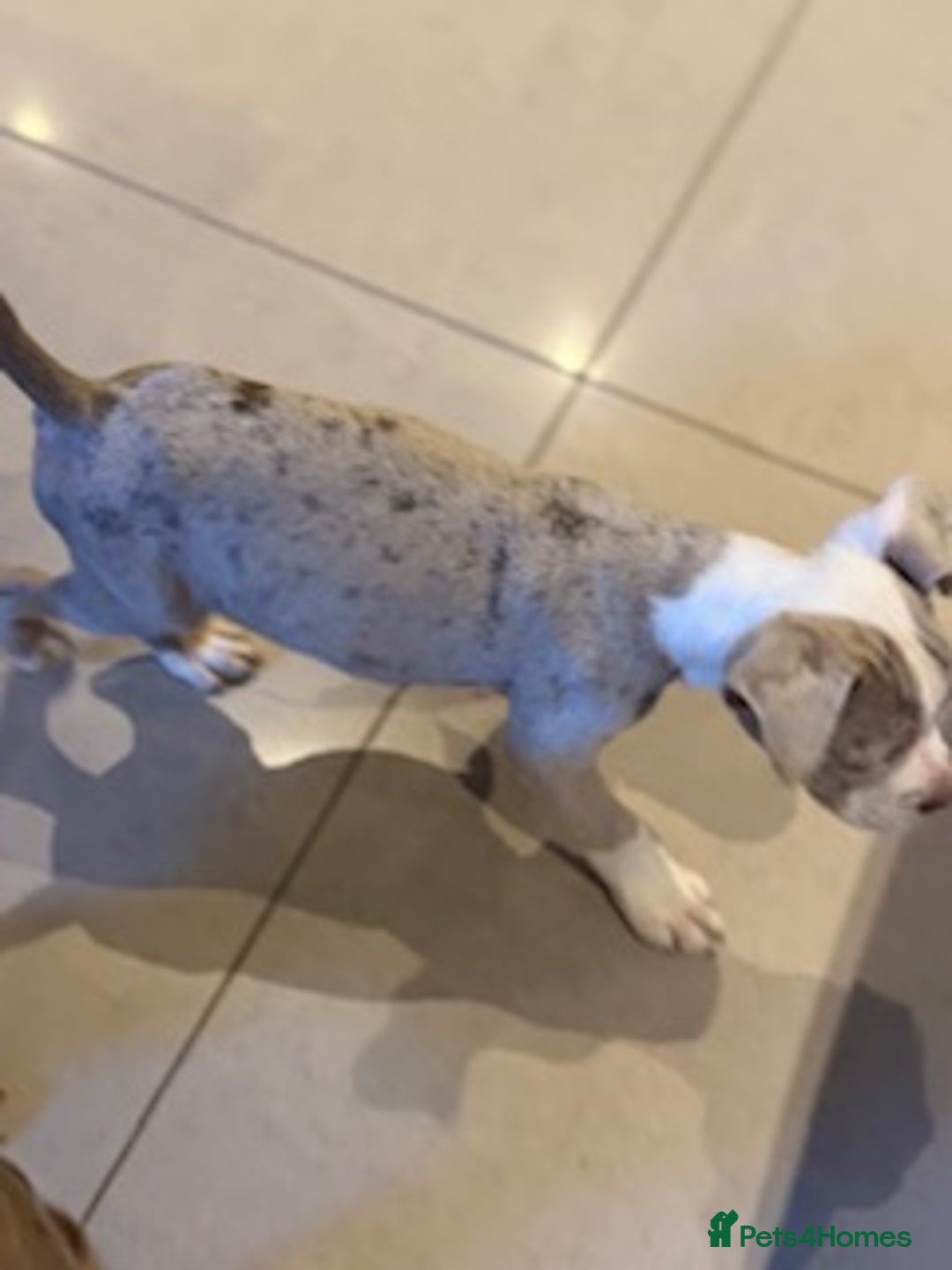 Old Tyme Bulldog dogs for sale: Olde English Fluffy bulldog puppies - Advert 18