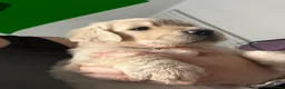 Golden Retriever dogs for sale: Golden retriever puppies - Advert 9