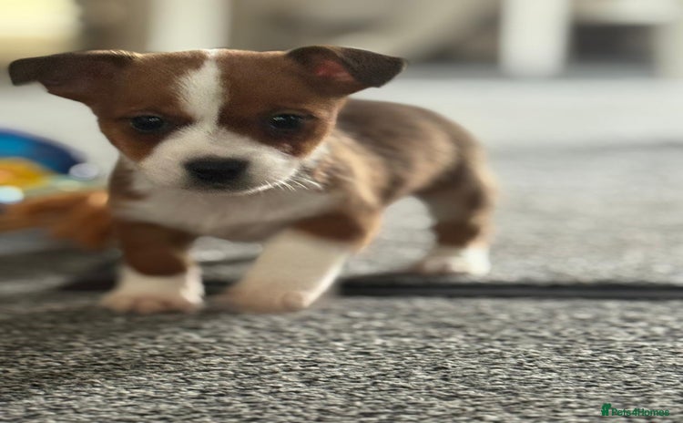 Jack Russell dogs - Advert 3
