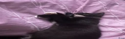 Mixed Breed cats for sale: Tuxedo kitten for urgent rehoming - Advert 1