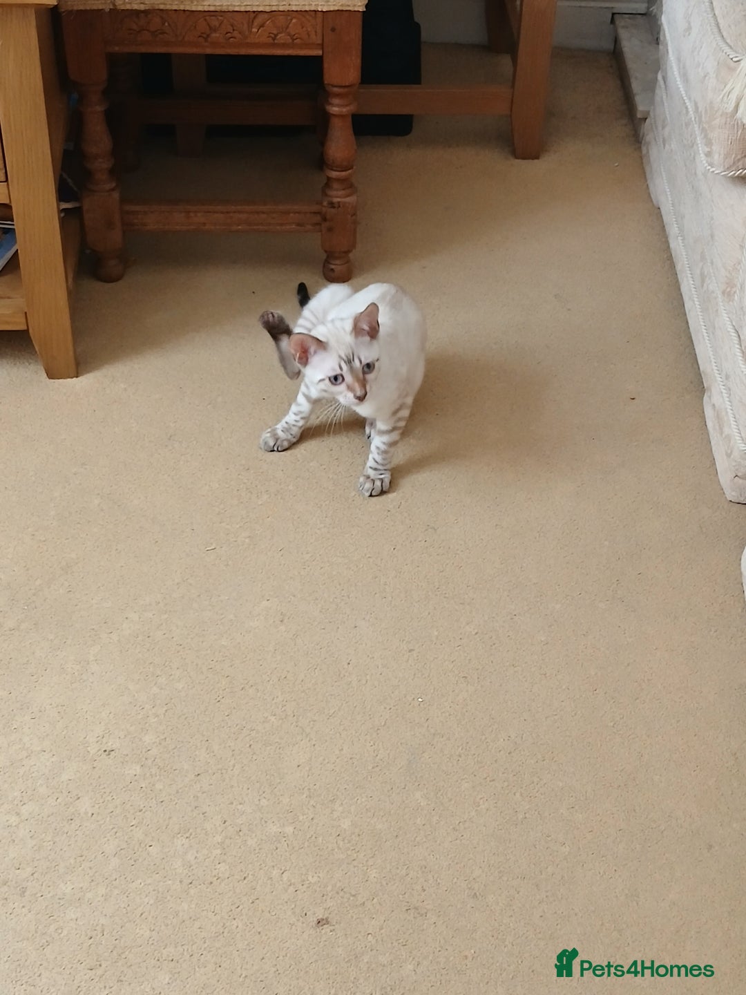 Bengal cats for sale: Health-checked TICA Family Bengal Kitten READY NOW in Warminster - Image 11