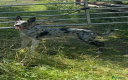 Deerhound dogs for stud: STUD  in Crook - Image 4