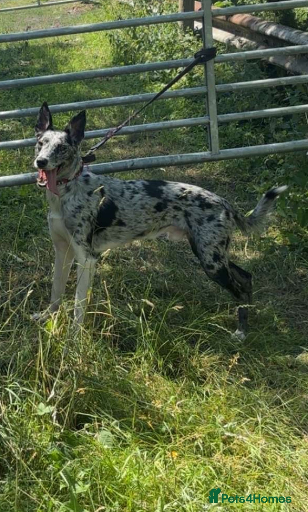 Deerhound dogs for stud: STUD  in Crook - Image 4