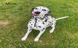 Dalmatian dogs for sale: Stunning KC dalmation puppies for sale! - Image 21