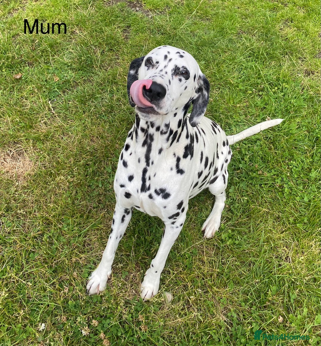 Dalmatian dogs for sale: Stunning KC dalmation puppies for sale! - Image 21