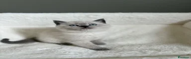Scottish Fold Kitten 2