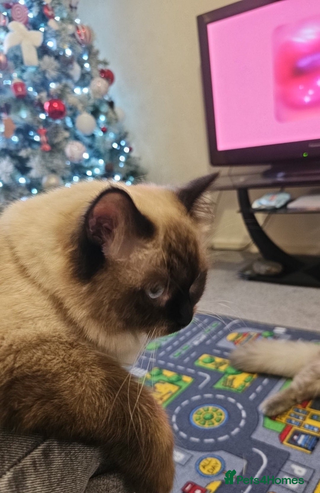 Ragdoll cats for sale: Beautiful Ragdoll kitten ready to leave  - Image 3