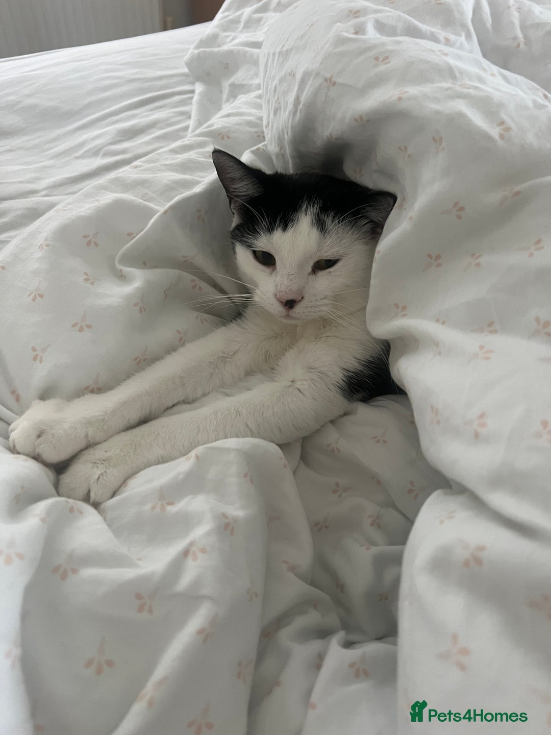 Mixed Breed cats for sale: Black & white tabby cat - Advert 4