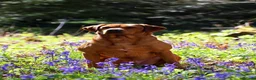 Labrador Retriever dogs for sale: Exceptional KC-Registered Black Labrador Puppies  in Saltburn-by-the-Sea - Advert 2