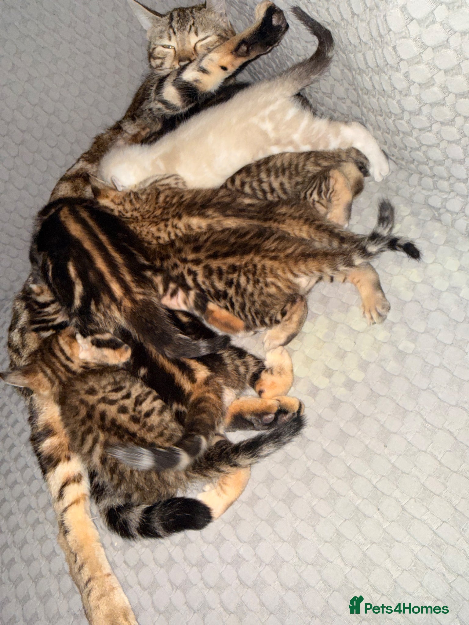 Bengal cats Bengal Snow Marble, Rosette Brown & Dark Marble  - Advert 1