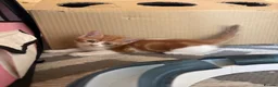 Mixed Breed cats for sale: Cat & Kittens Adoption ☺️ - Advert 11