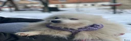 Pomeranian dogs for adoption: ❤️🐶 MILKY – A Soft White Snow Princess in Burton-on-Trent - Advert 7